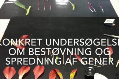Dissected flower petals, tweezers and small containers arranged on a black board for a pollination and gene spread experiment, genetisk modificerede 1