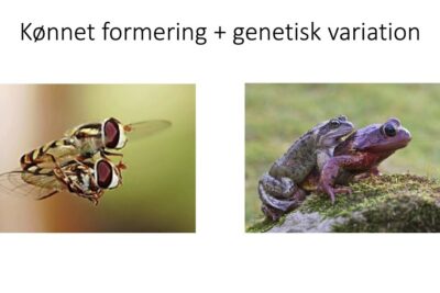 Mating hoverflies on the left and two frogs in amplexus on the right illustrating genetisk selektion 1 and sexual reproduction.