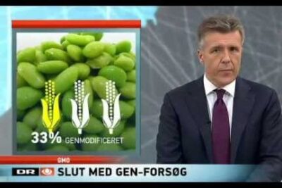 Televised graphic of green soybeans and corn icons showing genmodificerede afgroder percentage alongside a news presenter.
