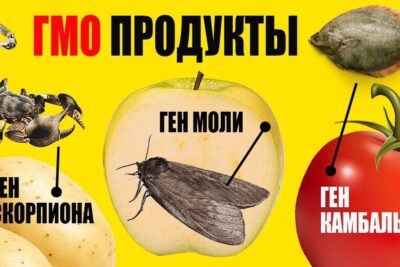 Bright infographic-style collage of potato, apple and tomato with scorpion, moth and flounder imagery and labels referencing genmodificerede produkter.
