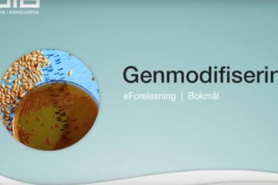 Lecture slide showing seeds and petri dish illustrating genmodifiserte avlinger 3