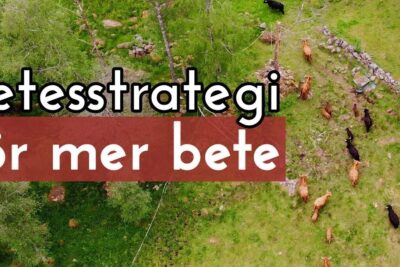 Aerial view of cattle grazing in a green pasture genom anvanda