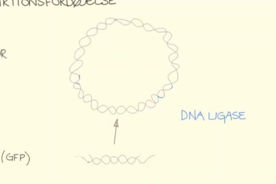 Hand-drawn diagram of a circular plasmid and a gene insert with DNA ligase illustrating gensplejsning organisk.