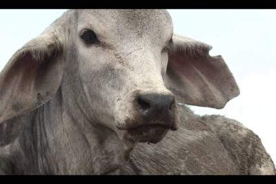 Close-up portrait of a gray calf with large drooping ears and textured coat, global opvarmning 2