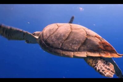 Green sea turtle gliding through clear blue water, global opvarmning 3