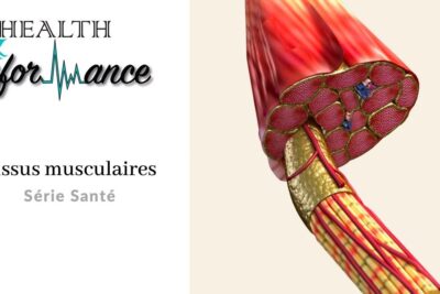 Detailed cross-section of skeletal muscle showing grain musculaire, fascicles, and connective tissue