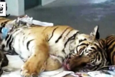 Deceased tiger lying on a stretcher with visible injuries, highlighting illegal jakt and poaching.