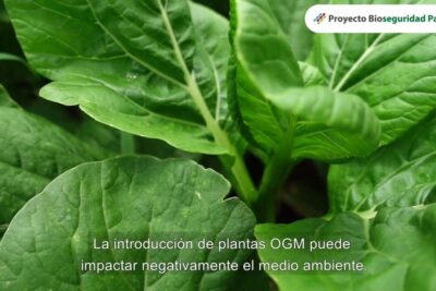 Close-up of green leafy plants with a Spanish warning about impactos negativos 1.