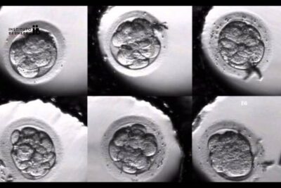 Six-panel microscope image showing cleavage-stage embryos in in vitro 3 culture.