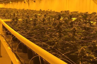 Indoor commercial cannabis plants flowering in pots under yellow grow lights in a controlled cultivation facility, industria cannabis 1.
