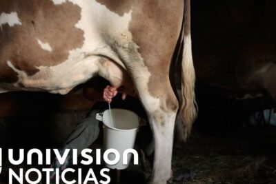 Hands milking a dairy cow into a bucket inside a dim barn, representing inmigracion economica 1.