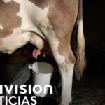 Inmigración económica en Europa: Controversias y argumentos en contra