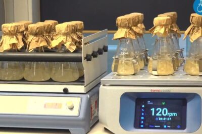 Erlenmeyer flasks covered with paper caps on lab shakers prepared for kemisk syntes 2