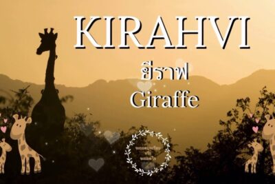 A tall giraffe silhouette against a golden sunset with playful cartoon giraffes and the text kirahvit myos.