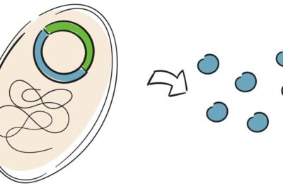Cartoon diagram showing a plasmid inside a cell and an arrow to multiple cloned cells illustrating klonierung medizin