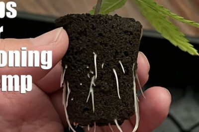 Hand holding a hemp seedling root plug with white roots visible for kloning fore propagation