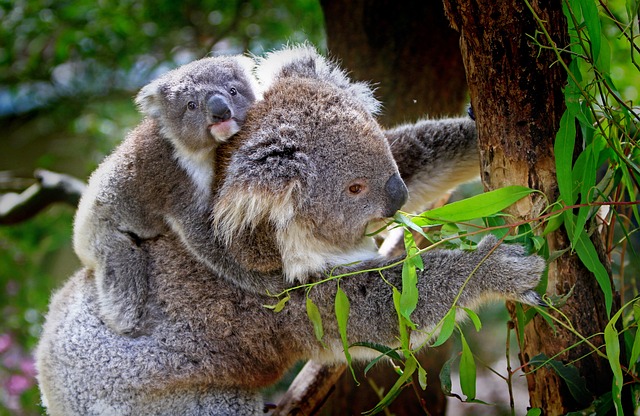 Der koala ist aus dem aussterben bedroht, ja oder nicht
