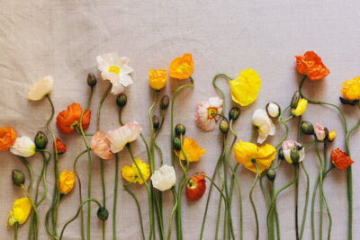 Colorful Iceland poppies on beige linen background arranged in a delicate horizontal flatlay.