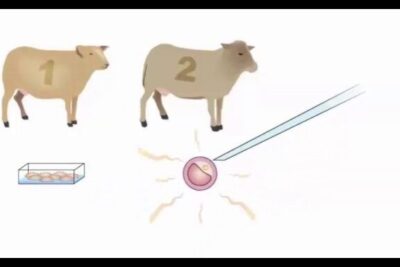 Diagram of sheep cloning process with donor sheep, embryo dish and nucleus transfer labeled la clonacion 4.
