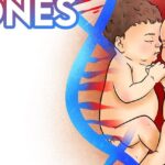 Opiniones a favor y en contra de la clonacion