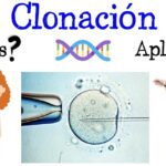 Argumentos a favor y en contra clonacion