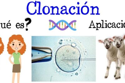 Infographic showing la clonacion 6 with identical cartoon figures, DNA helix, egg microinjection and cloned lambs.