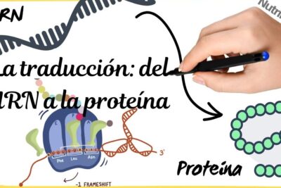 Diagram of mRNA-to-protein translation showing a ribosome, tRNA and an emerging polypeptide chain with the label la traduccion 1.