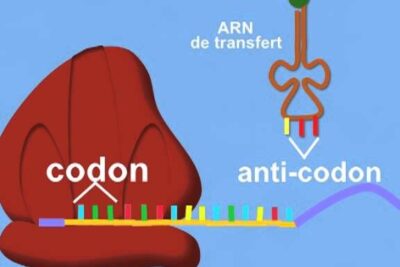 Schematic of ribosome with mRNA codon and tRNA anticodon pairing during la traduction