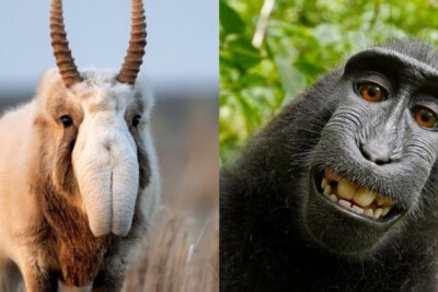 Close-up wildlife portraits of a saiga antelope and a smiling crested macaque, laittoman kaivostoiminnan 1