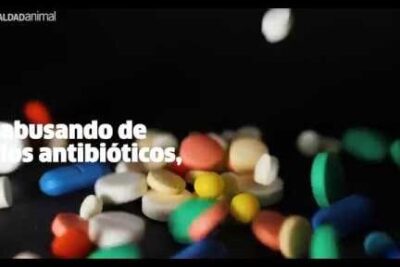 Scattered multicolored pills on a dark background symbolizing antibiotic misuse and las macrogranjas 1