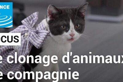 Black-and-white kitten wearing a purple checked bow with on-screen text referencing le clonage 1.