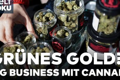 Hand arranging labeled glass jars filled with cannabis buds on a display, legalisierung drogen 2