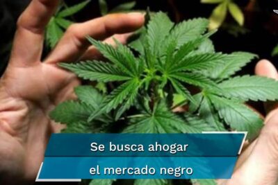 Hands framing a cannabis plant with a blue banner referencing legalizacion marihuana 21