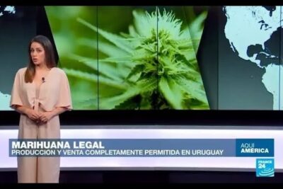 News presenter in a studio with a large cannabis bud image and on-screen banner mentioning legalizacion marihuana 24