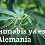 Tratamiento del dolor crónico y más: Beneficios económicos de la legalización de la marihuana
