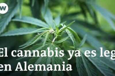Close-up cannabis leaves illustrating legalizacion marihuana 26