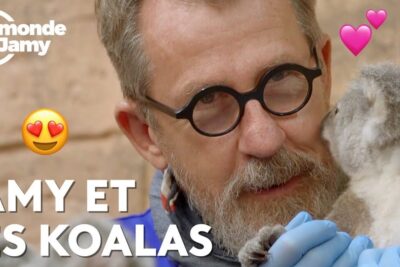 Bearded man with round glasses and blue gloves gently holds a koala in les koalas 1.