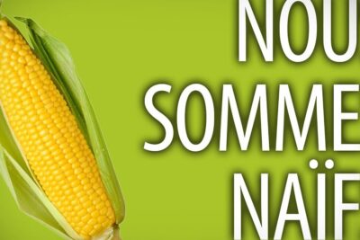 Yellow ear of corn partially husked against a lime green backdrop highlighting les ogm concerns