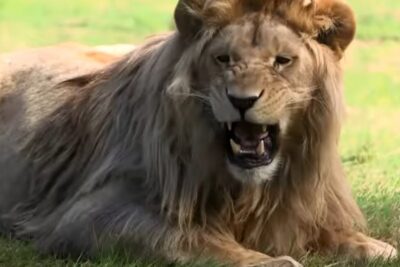 Male lion with a full mane lying on grass with mouth open, les zoos 1.