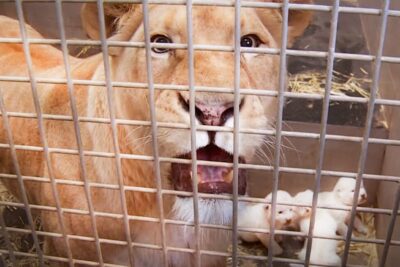 A lioness with small white cubs behind a metal cage at les zoos.