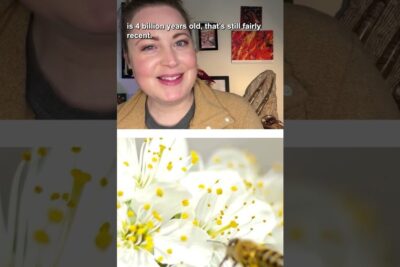 Smiling person above a macro view of a bee on white flowers, illustrating a levende organisme interacting with blossoms.