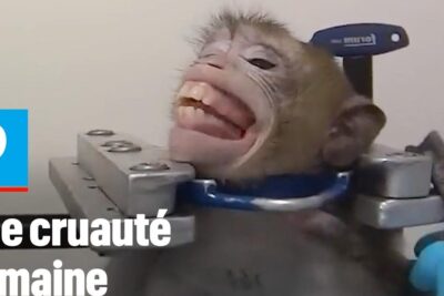 A young macaque appears restrained in a metal head clamp and collar during lexperimentation animale 2 laboratory testing