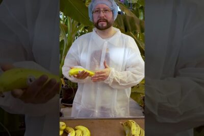 Person in a lab coat and hairnet holding a banana among plants during a lisaantymisen kloonausta demonstration.