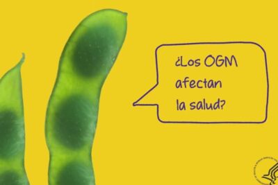 Yellow graphic with green bean pods and a speech bubble asking if GMOs affect health, referencing los ogm 3.