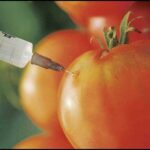 Transgenicos a favor o en contra