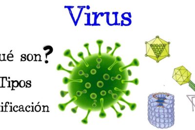 Illustration of a central green virus and assorted capsid and bacteriophage models with Spanish labels describing los virus 2.