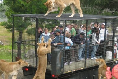 Visitors in a metal observation cage surrounded by lions at los zoologicos 3.