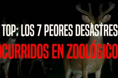 Nighttime photo of deer with glowing eyes over a bold Spanish headline about top zoo disasters, los zoologicos 5.