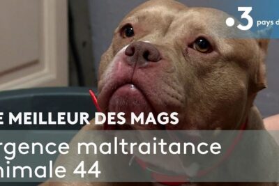 Close-up of a brown dog wearing a red collar looking upward, maltraitance animale 1.