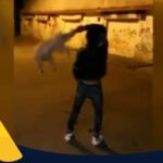 Protege a los vulnerables: argumentos contra el maltrato animal